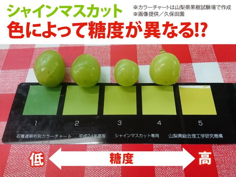 色によって糖度が変わる 美味しいシャインマスカットの選び方