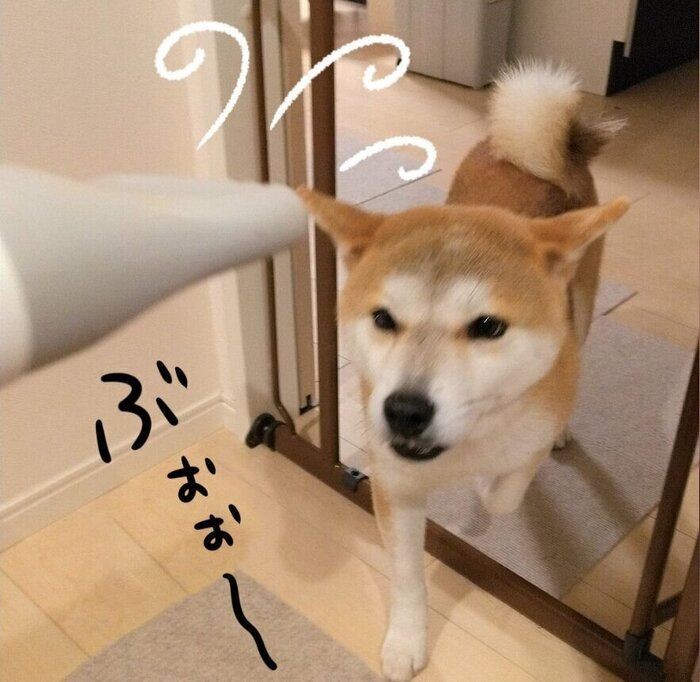 犬が飼い主さんに体をくっつける理由とは