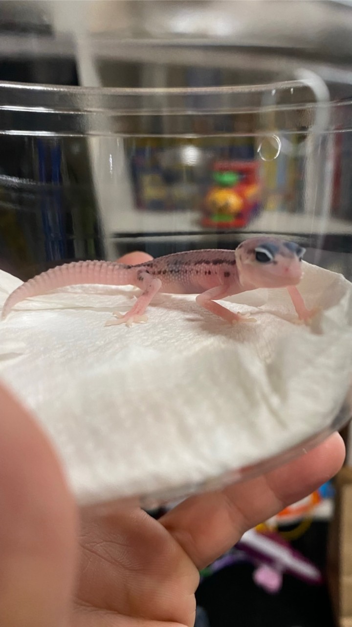 OpenChat チーム🐍爬虫類🦎