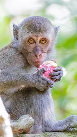 🐒猴子觀察社