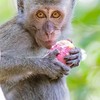 🐒猴子觀察社