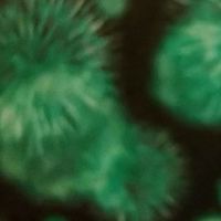 ebolabo生物学,ウイルス学研究所