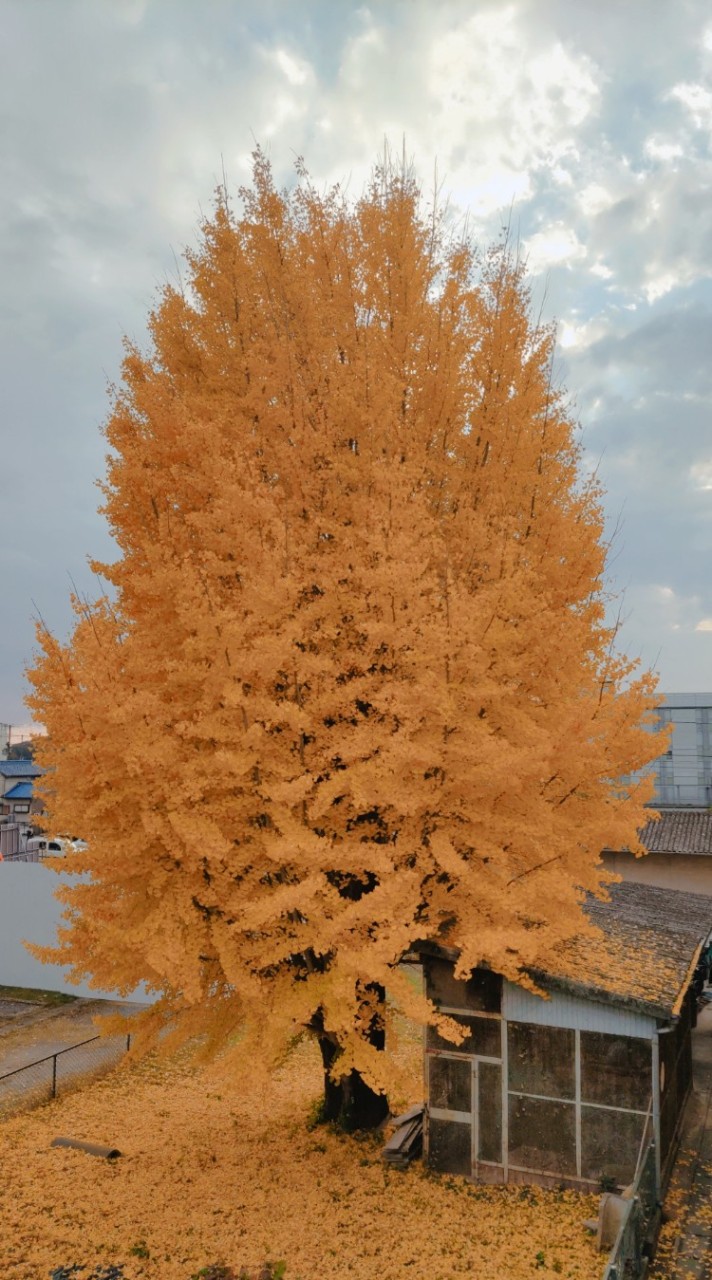 だって小野市🌻が好き