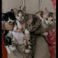 三隻女貓、一隻男貓