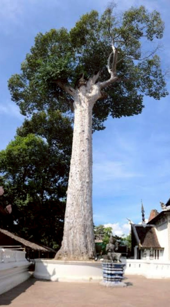 ปลูกยางนาเพื่อผลิตน้ำมันดีเซล