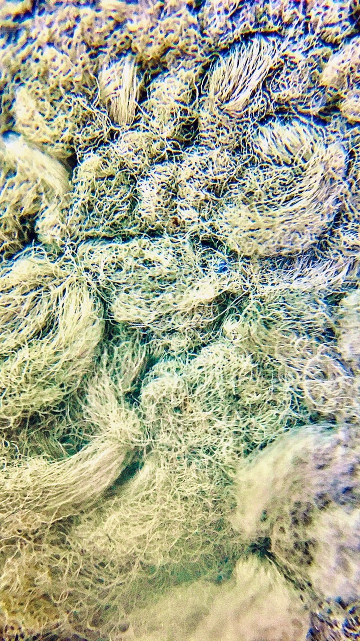 噁心的秘密組織