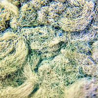 噁心的秘密組織