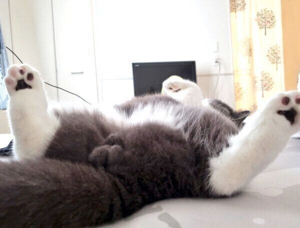 猫カゼの症状が目にでてしまった時の治療法は？
