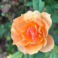 離婚して一人暮らしの女性のお部屋