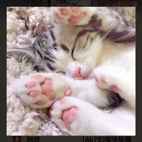 DW-喵咪星團🐱