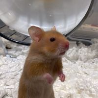 倉鼠分享群ꕥ