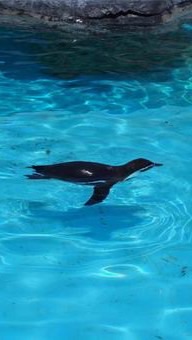 ぺんぎんのトレード部屋🐧