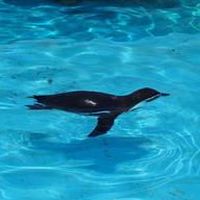 ぺんぎんのトレード部屋🐧