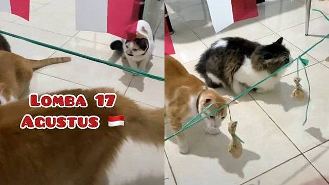 VIRAL Video Kucing Ikut Lomba Agustusan, Makan Ayam Rebus hingga 