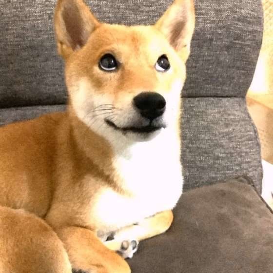 上目遣いな犬 の本当の気持ちが知りたい