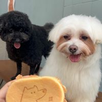 台中狗狗交友社