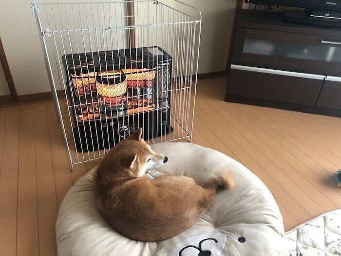 犬がおしりをフリフリする心理 注意したい症状も