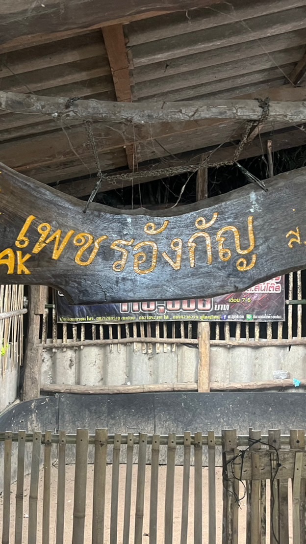 แหล่งเพาะพันธ์ไก่ชนสายพม่า ซุ้มไก่ชนเพชรอังกัญ