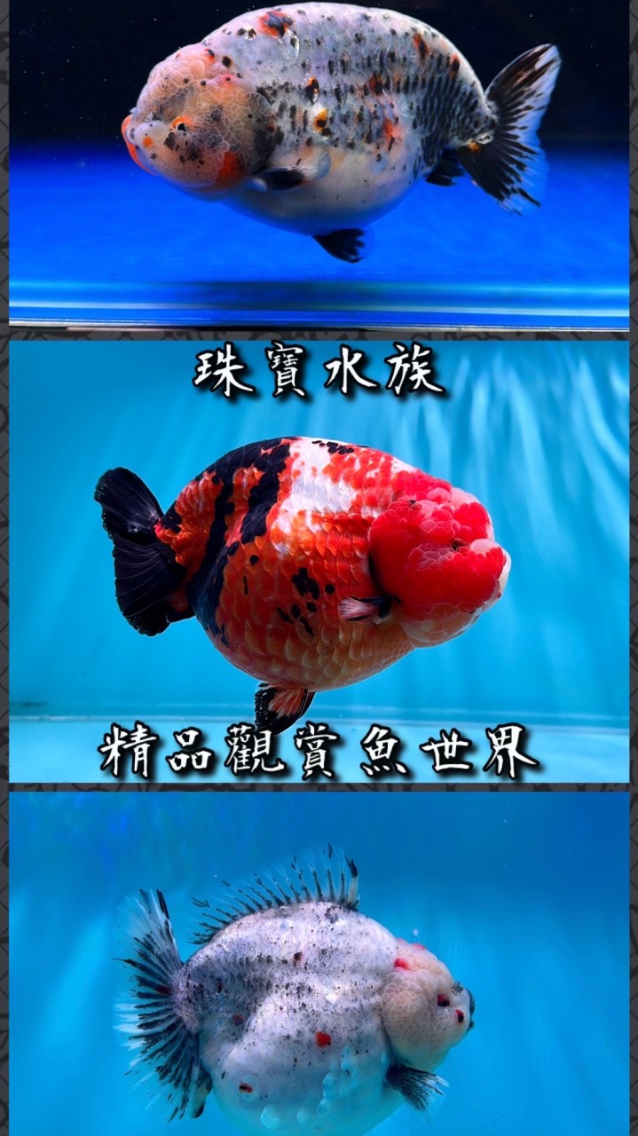 珠寶水族 金魚競標福利群