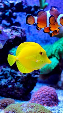 บ้านป🐠