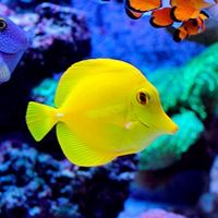บ้านป🐠