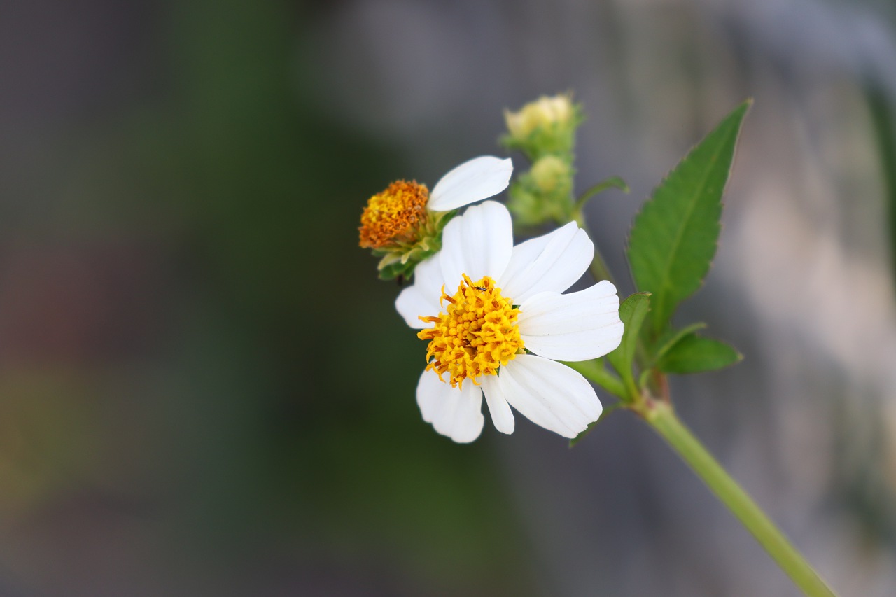 它會是年度最佳 Vlog 相機嗎？Canon EOS M50 評測