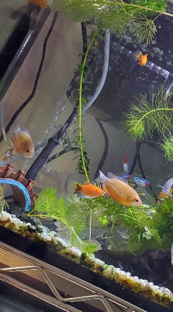 おうち水族館