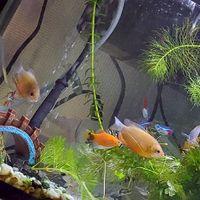 おうち水族館