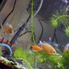 おうち水族館