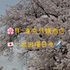 貝-代Go🇯🇵東京連線4/30-5/3🌸