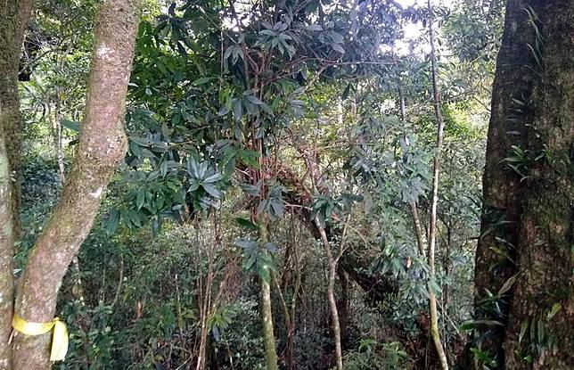 嘉義芙蓉山有百年原生杜鵑林管處守護棲地