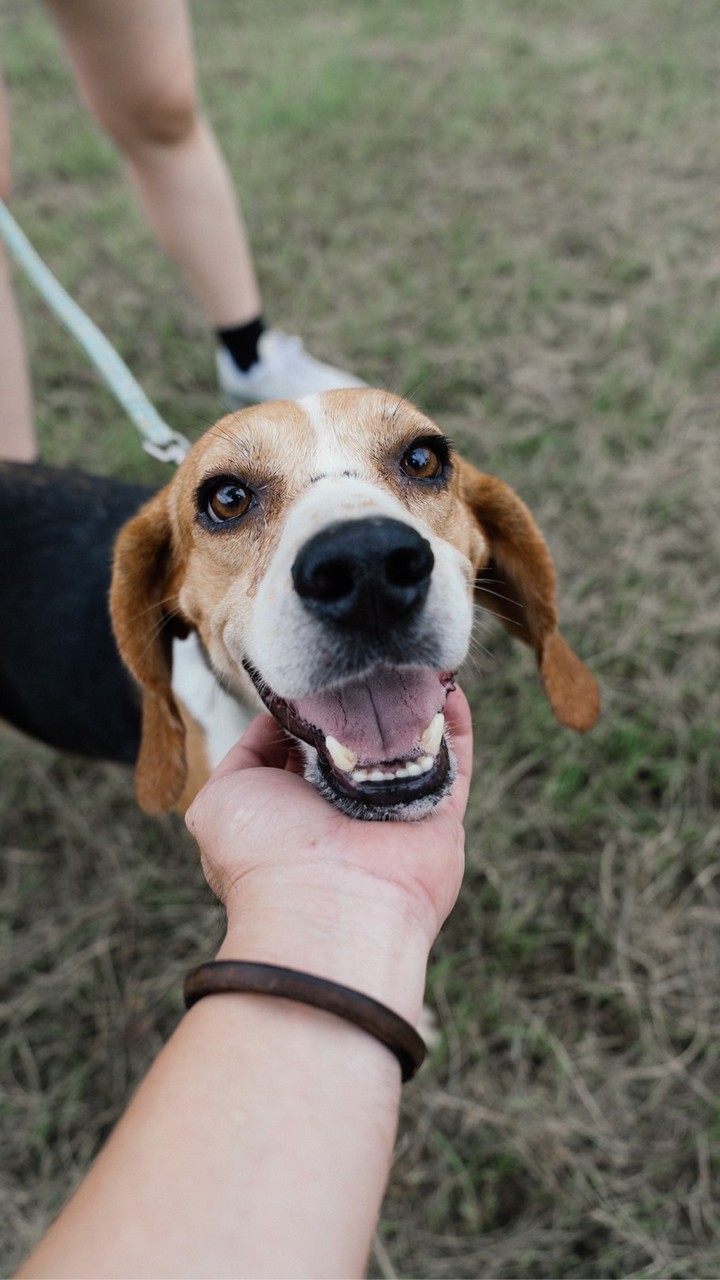 🐶苗栗銅鑼動物保護園區一日志工招募