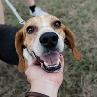 🐶苗栗銅鑼動物保護園區一日志工招募