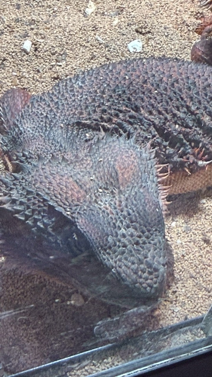 蜥式鬆寶.蜥門客讚