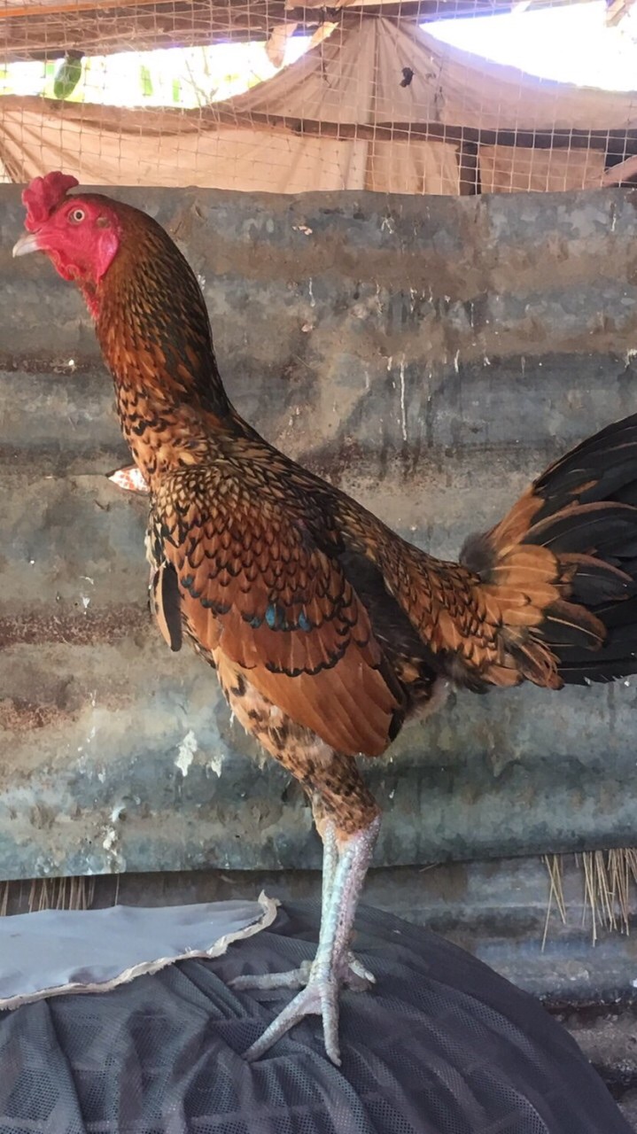 ซื้อขายไก่ชนทั่วประเทศ