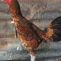 ซื้อขายไก่ชนทั่วประเทศ