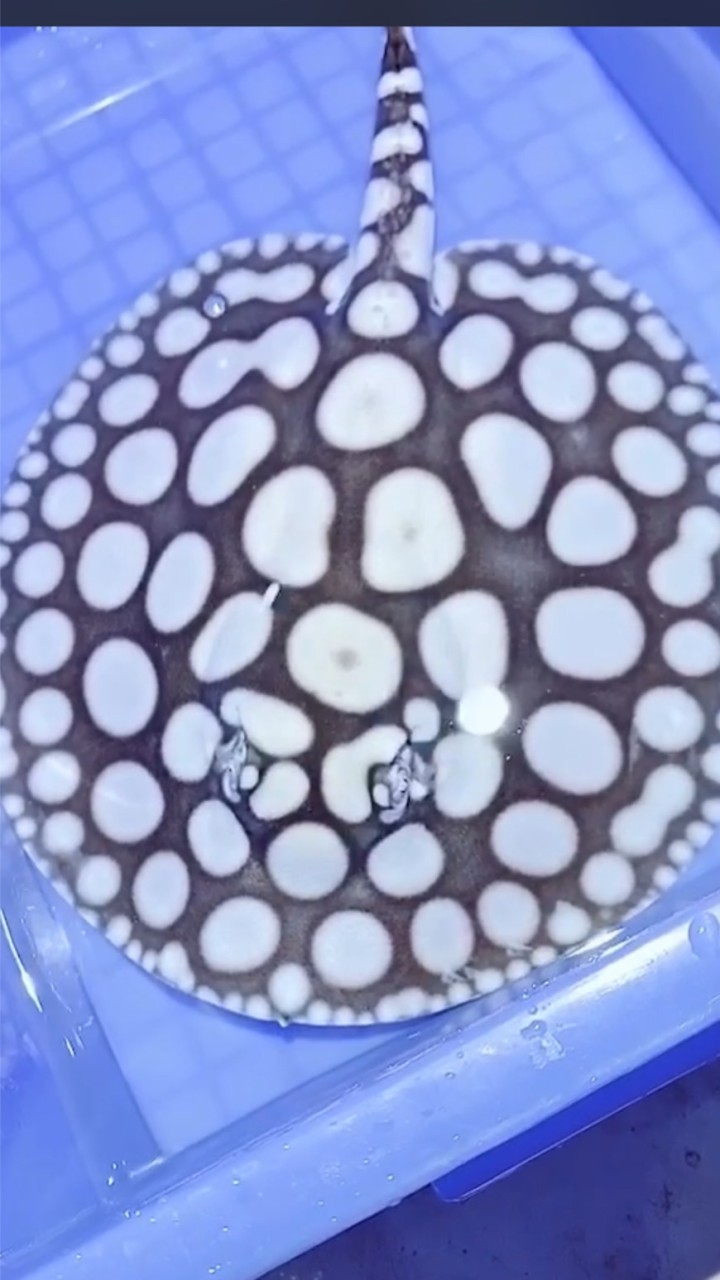 帝王龍魟水族會館