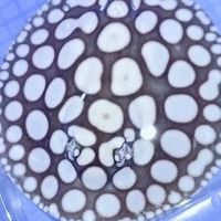 帝王龍魟水族會館