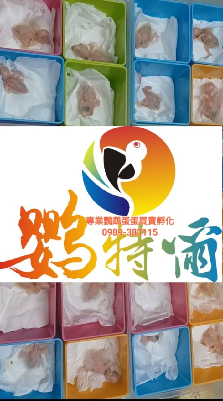 鸚特爾.鸚鵡蛋蛋產銷班
