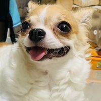 ชิวาว่าบ้าน natarcha
