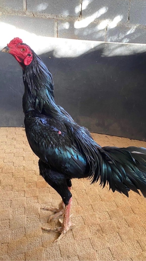 กลุ่มซื้อขายไก่ชน พัฒนาสู่คนรากหญ้า