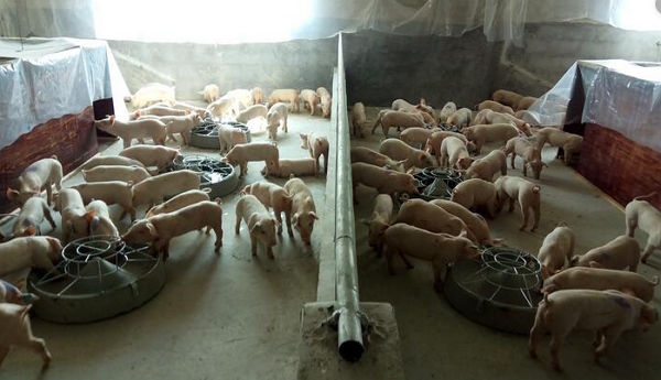 中國哈爾濱多架飛機神秘失去GPS信號、系統故障，調查發現竟是附近養豬場誤信「反制豬瘟」謠言所致