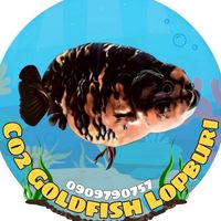 Co2Goldfish