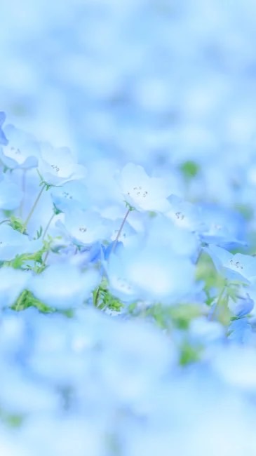 花畑で逢いましょう《刀剣乱舞緩也》
