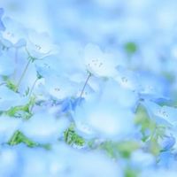 花畑で逢いましょう《刀剣乱舞緩也》