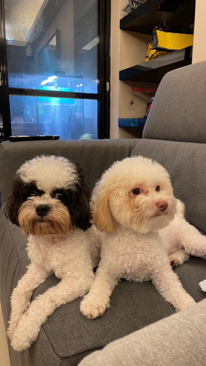 毛小孩