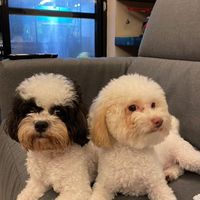 毛小孩
