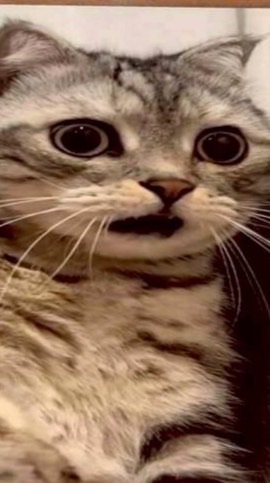 雲•貓之閣《忍者必須死家族群》