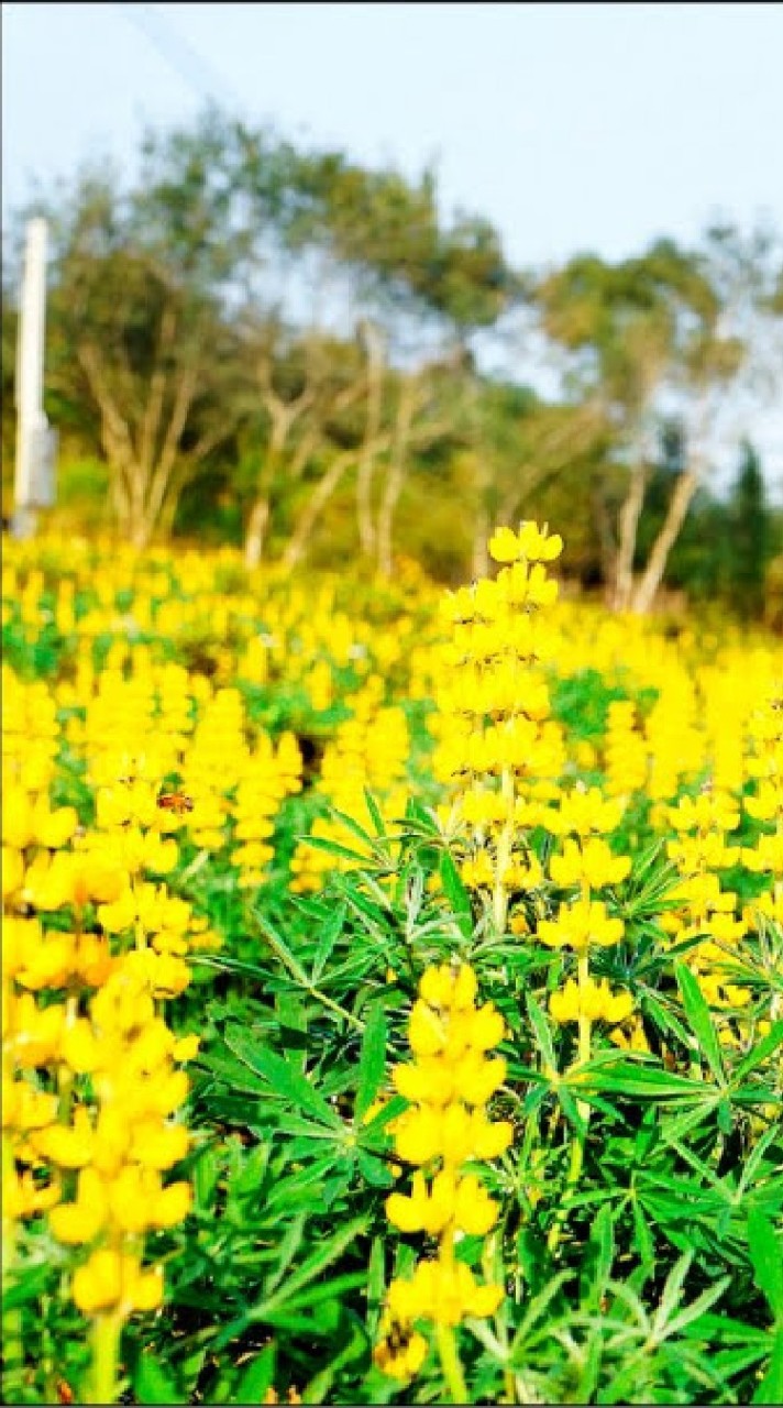 凡人修仙_魯冰花