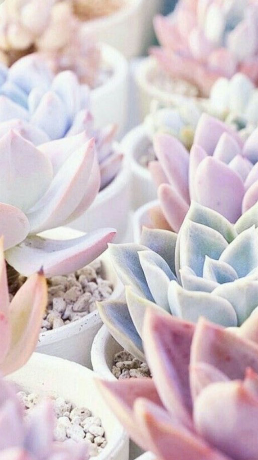エケベリア大好きっ🌸